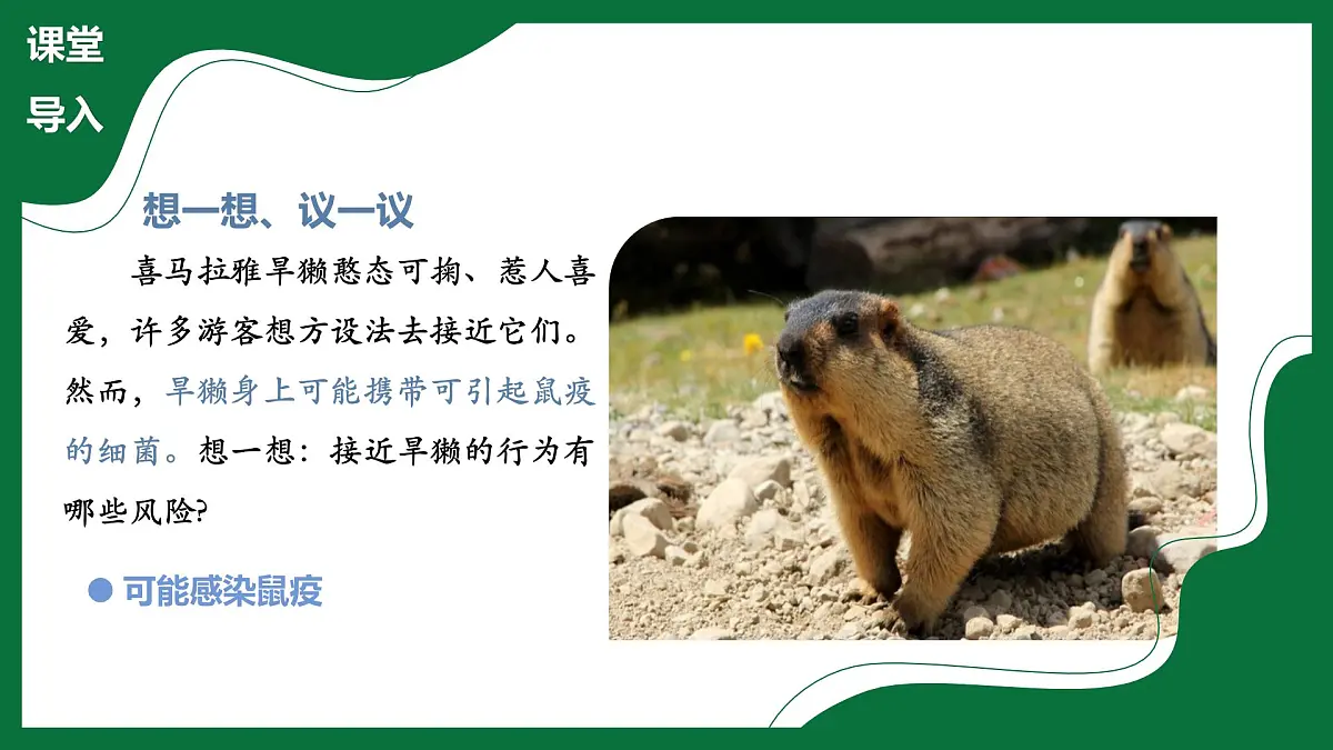 3.3.2 细菌(课件)-2024-2025学年六年级生物下册(鲁科版五四学制2024)第4页