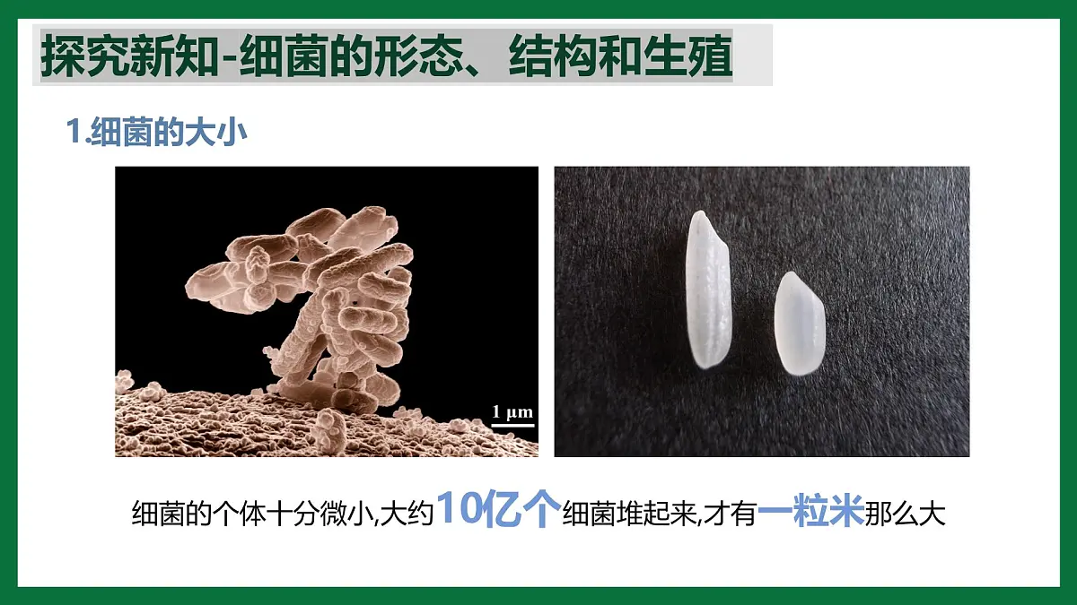 3.3.2 细菌(课件)-2024-2025学年六年级生物下册(鲁科版五四学制2024)第5页