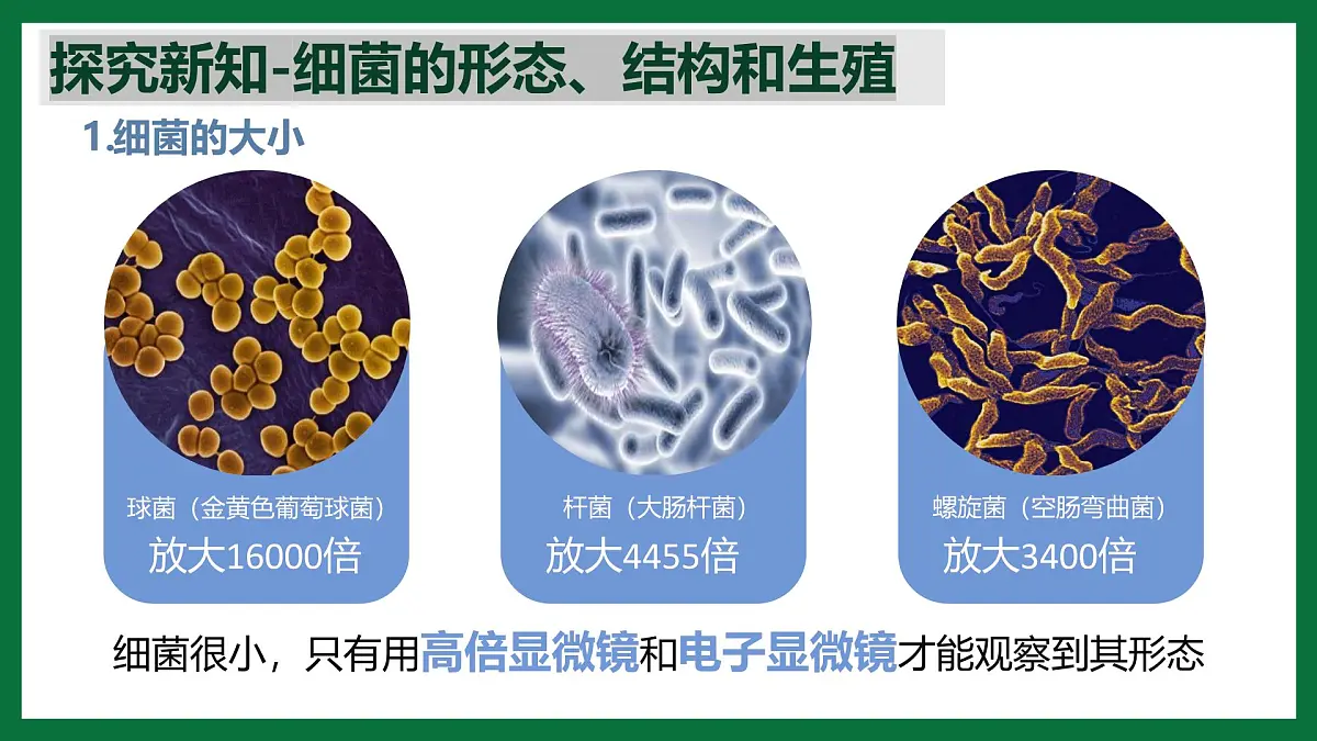 3.3.2 细菌(课件)-2024-2025学年六年级生物下册(鲁科版五四学制2024)第6页