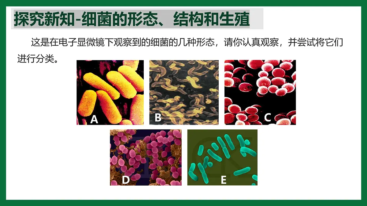 3.3.2 细菌(课件)-2024-2025学年六年级生物下册(鲁科版五四学制2024)第7页