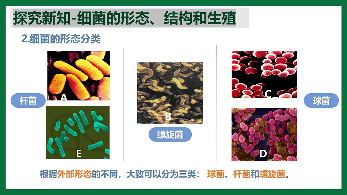 3.3.2 细菌(课件)-2024-2025学年六年级生物下册(鲁科版五四学制2024)第8页