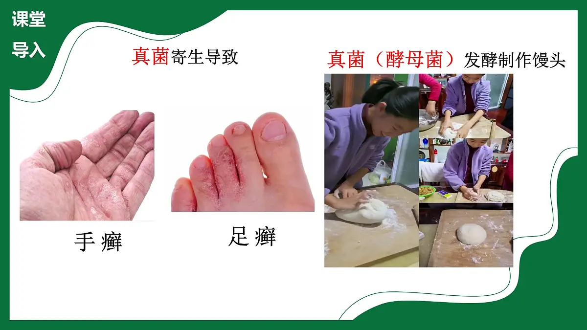 3.3 真菌(课件)-2024-2025学年六年级生物下册(鲁科版五四学制2024)第5页