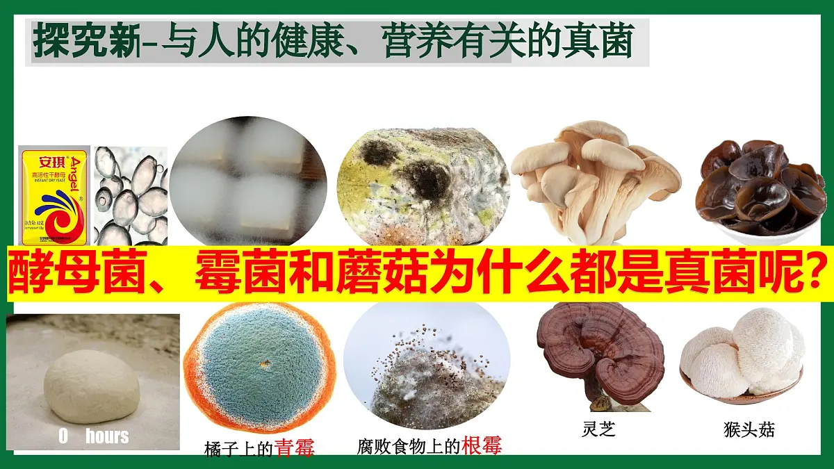 3.3 真菌(课件)-2024-2025学年六年级生物下册(鲁科版五四学制2024)第6页