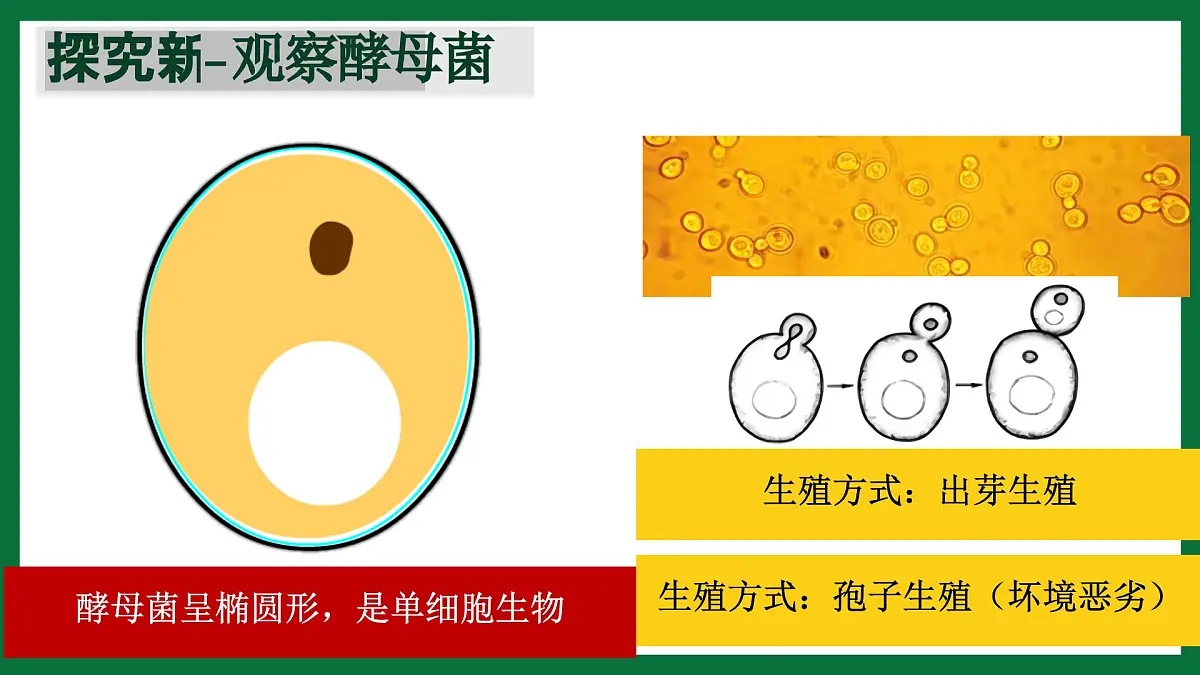 3.3 真菌(课件)-2024-2025学年六年级生物下册(鲁科版五四学制2024)第8页