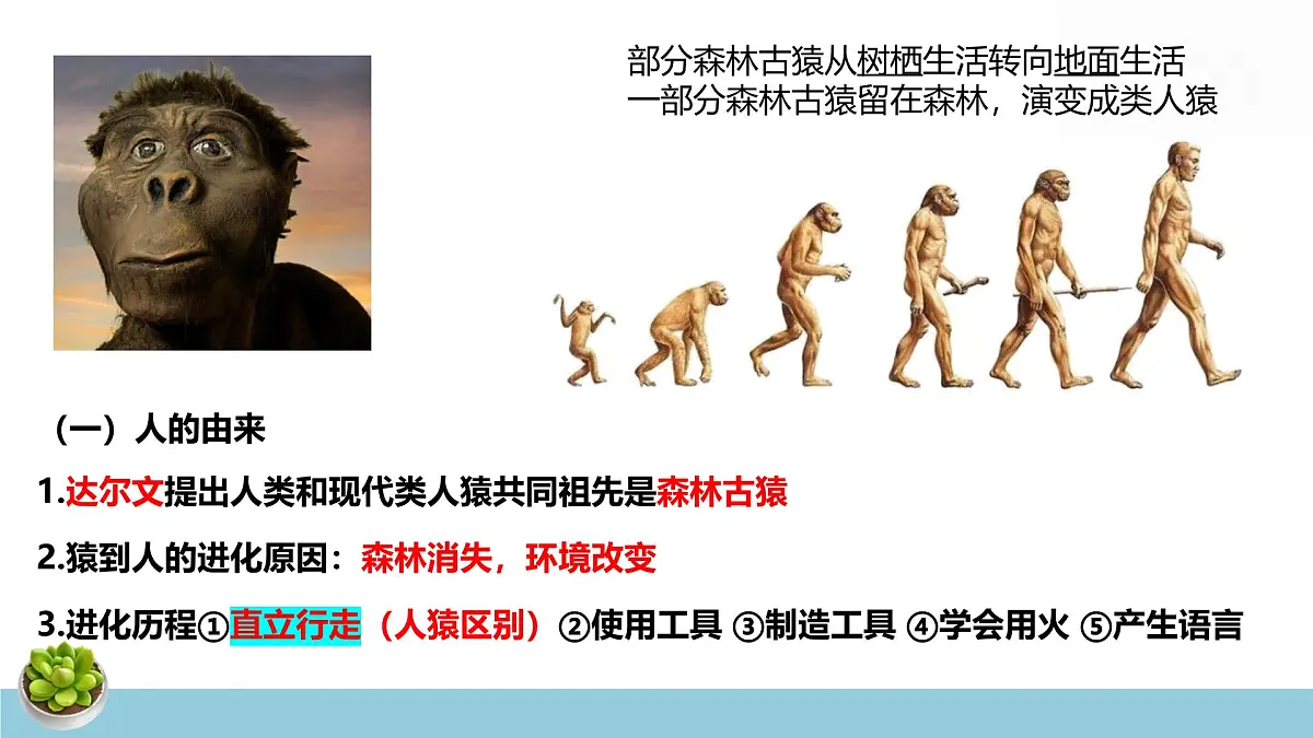 人教版七年级下册生物期末复习课件含期末综合测试第4页