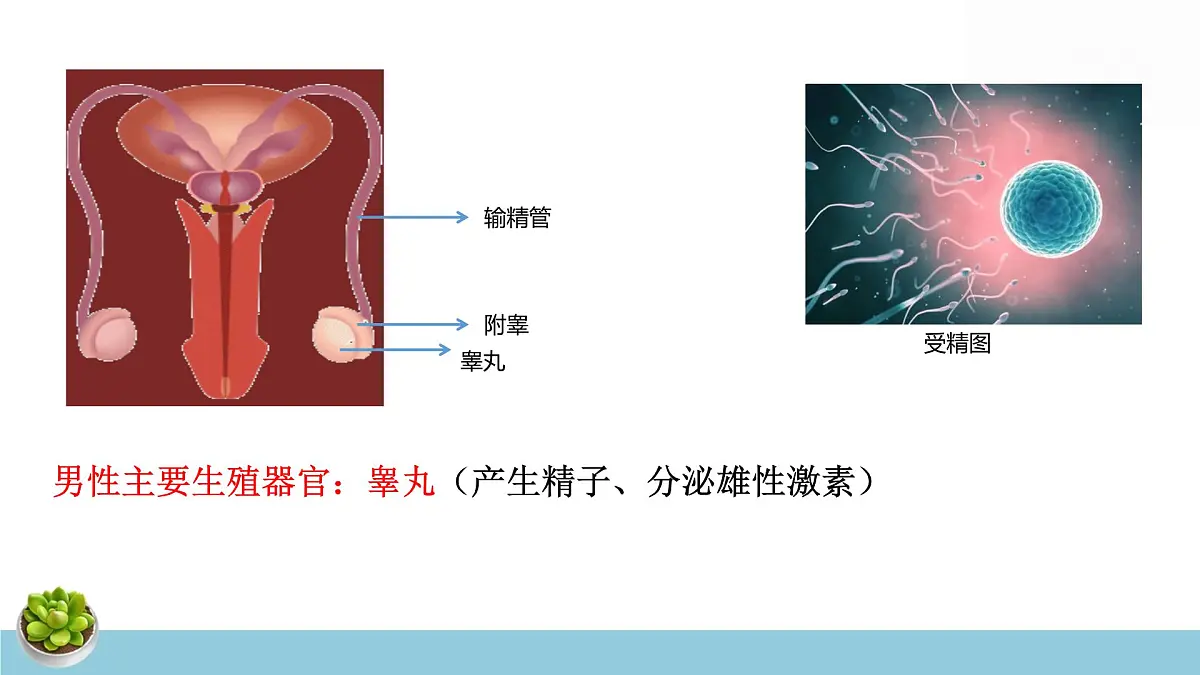 人教版七年级下册生物期末复习课件含期末综合测试第7页