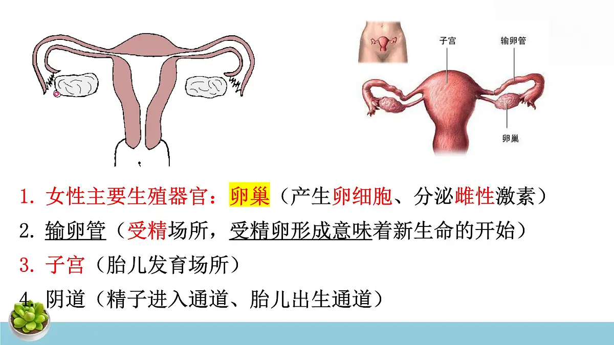 人教版七年级下册生物期末复习课件含期末综合测试第8页