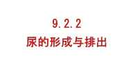 初中生物北师大版(2024)七年级下册(2024)尿的形成与排出图文课件ppt