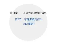 初中生物北师大版(2024)七年级下册(2024)尿的形成与排出教案配套课件ppt