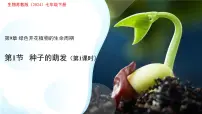 苏教版（2024）七年级下册（2024）种子的萌发教课课件ppt