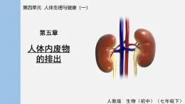 4.5 人體內廢物的排出 課件 人教2024版 七年級生物下冊