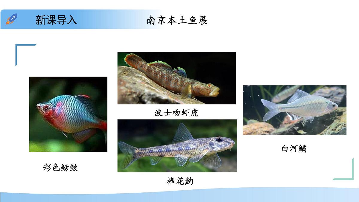 第1节 生态系统的构成 第1课时 课件 生物苏教版(2024)七年级下册第3页