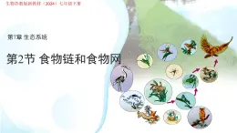 7.2 食物链和食物网 课件 生物苏教版（2024）七年级下册第七章