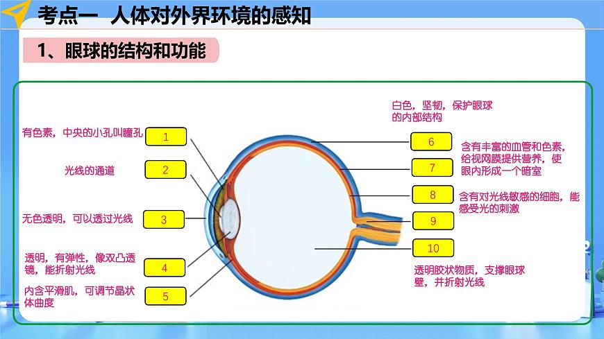 专题14 人体生命活动的调节(课件)-2025年中考生物一轮复习第8页