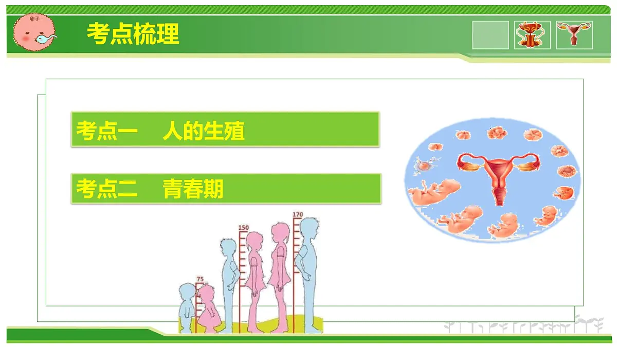 专题03 植物体内的物质与能量变化 2025学年七年级生物下学期期中考点大串讲(人教版2024)课件第2页