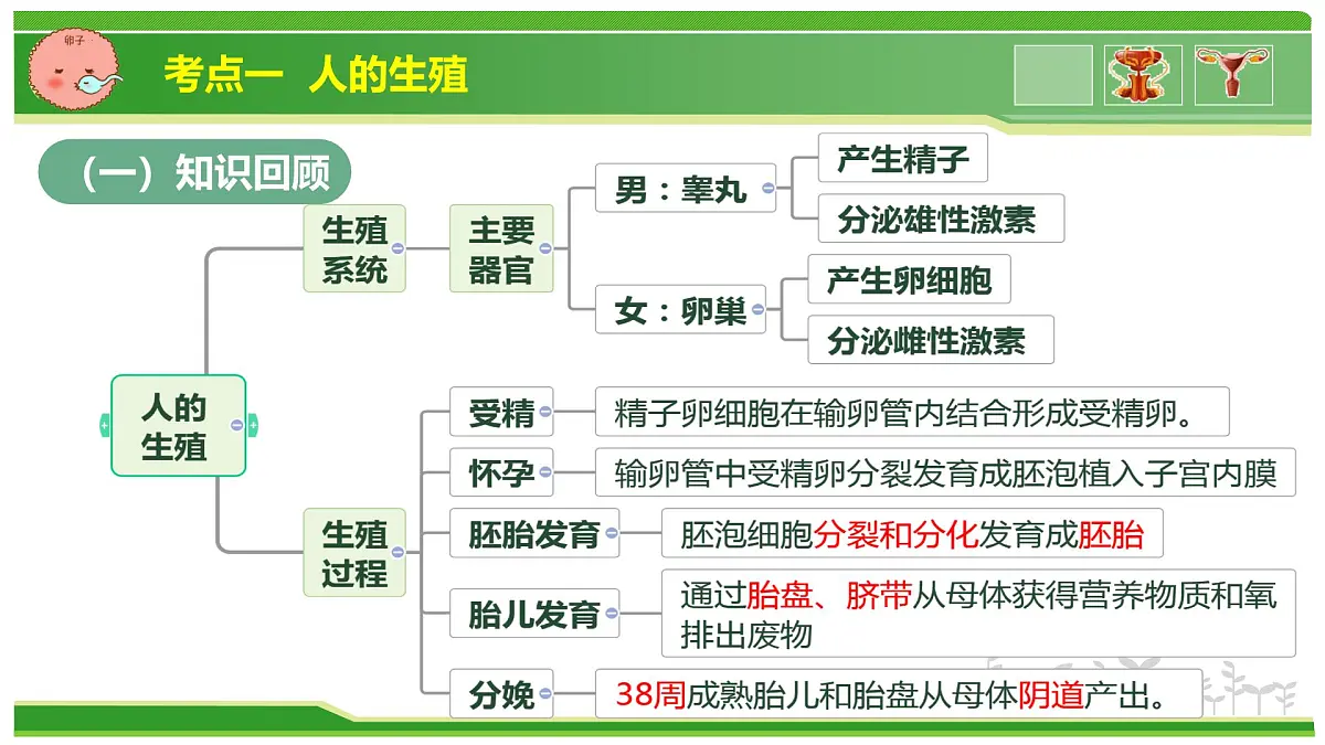 专题03 植物体内的物质与能量变化 2025学年七年级生物下学期期中考点大串讲(人教版2024)课件第3页