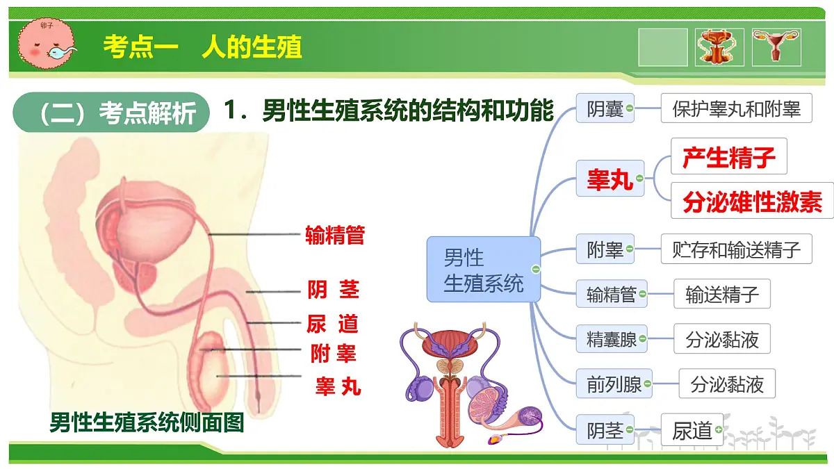 专题03 植物体内的物质与能量变化 2025学年七年级生物下学期期中考点大串讲(人教版2024)课件第4页