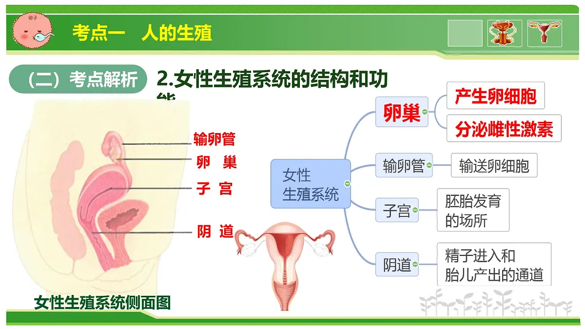 专题03 植物体内的物质与能量变化 2025学年七年级生物下学期期中考点大串讲(人教版2024)课件第5页