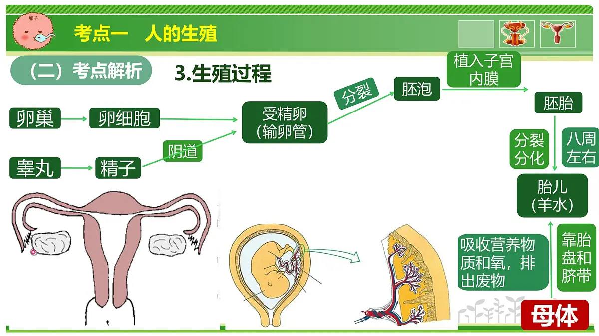 专题03 植物体内的物质与能量变化 2025学年七年级生物下学期期中考点大串讲(人教版2024)课件第6页
