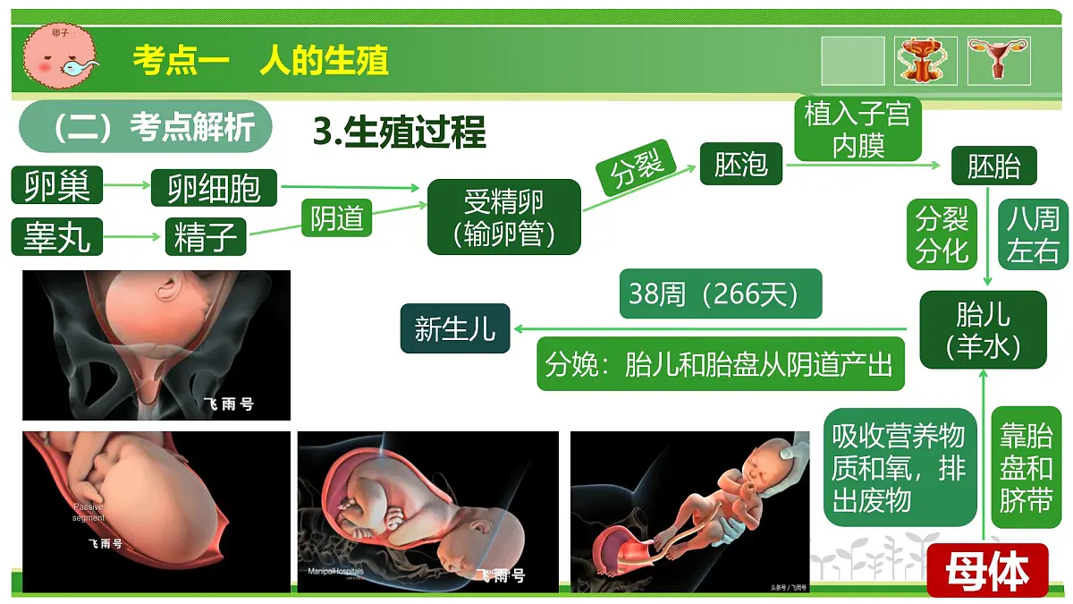 专题03 植物体内的物质与能量变化 2025学年七年级生物下学期期中考点大串讲(人教版2024)课件第7页