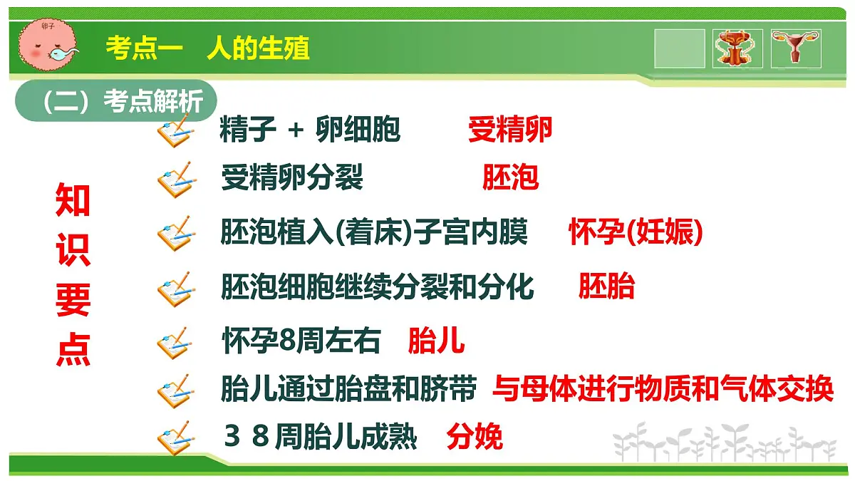 专题03 植物体内的物质与能量变化 2025学年七年级生物下学期期中考点大串讲(人教版2024)课件第8页