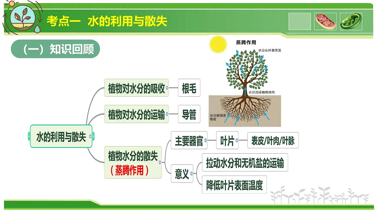 专题02 植物体内的物质与能量变化 2025学年七年级生物下学期期中考点大串讲(人教版2024)课件第3页
