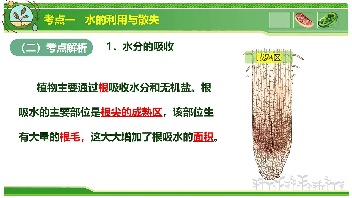 专题02 植物体内的物质与能量变化 2025学年七年级生物下学期期中考点大串讲(人教版2024)课件第4页