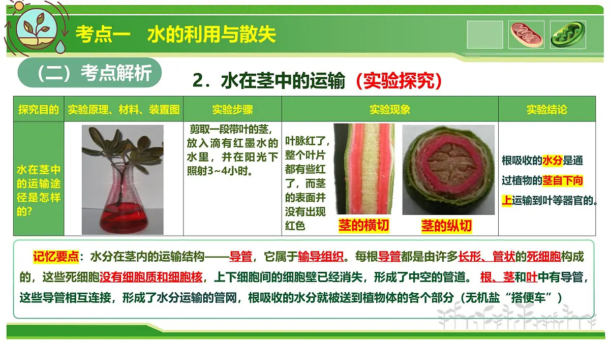 专题02 植物体内的物质与能量变化 2025学年七年级生物下学期期中考点大串讲(人教版2024)课件第5页