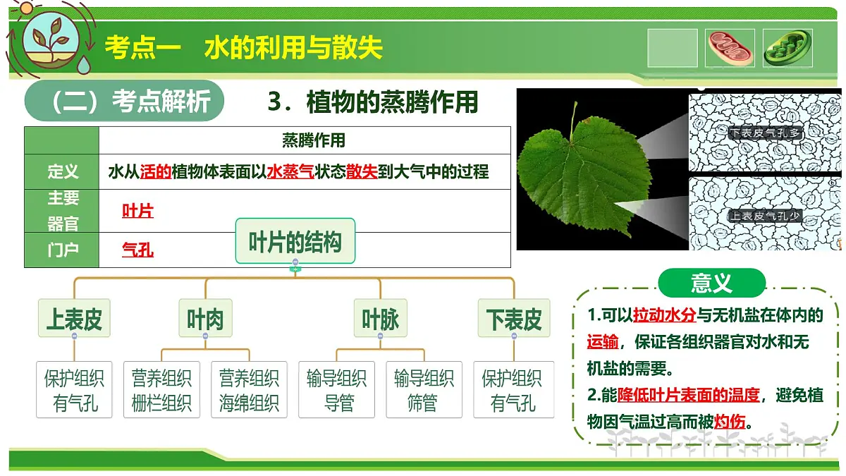 专题02 植物体内的物质与能量变化 2025学年七年级生物下学期期中考点大串讲(人教版2024)课件第6页