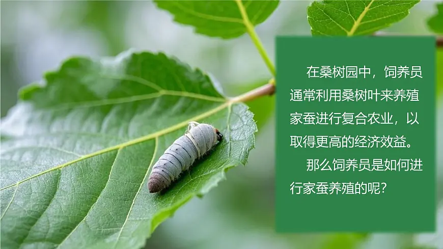 4.1.2 有性生殖增加了后代的多样性 2025学年七年级下册生物课件(济南版2024)第2页