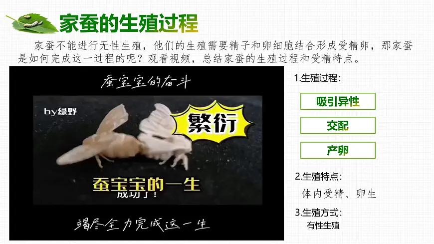 4.1.2 有性生殖增加了后代的多样性 2025学年七年级下册生物课件(济南版2024)第3页