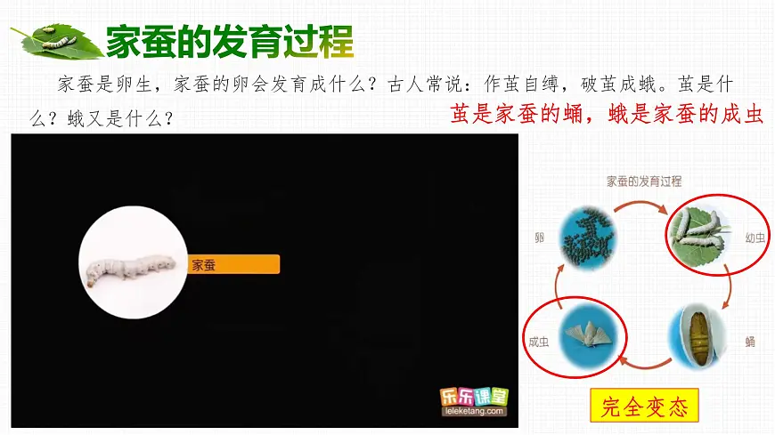 4.1.2 有性生殖增加了后代的多样性 2025学年七年级下册生物课件(济南版2024)第4页