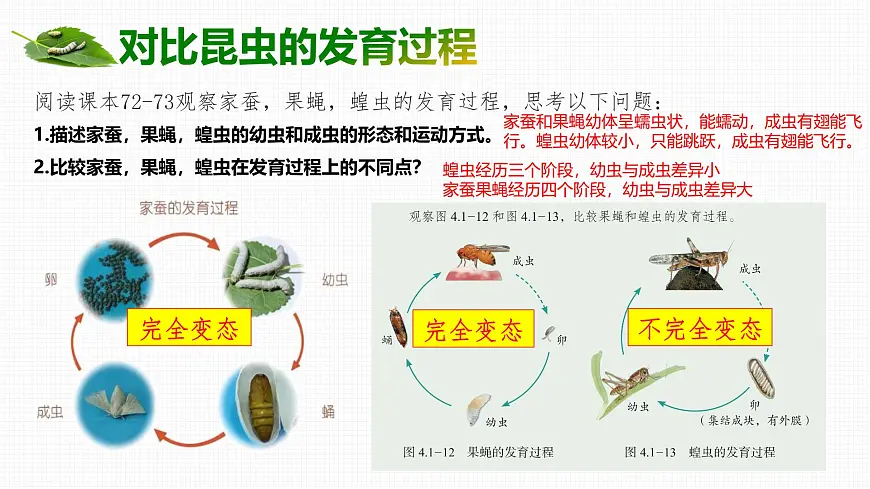 4.1.2 有性生殖增加了后代的多样性 2025学年七年级下册生物课件(济南版2024)第5页