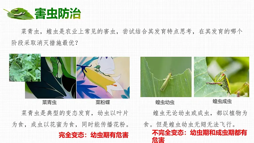 4.1.2 有性生殖增加了后代的多样性 2025学年七年级下册生物课件(济南版2024)第6页