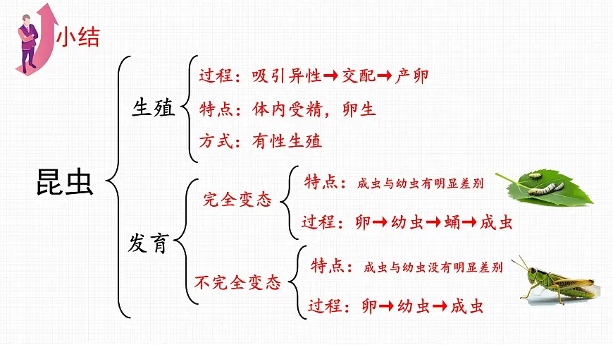 4.1.2 有性生殖增加了后代的多样性 2025学年七年级下册生物课件(济南版2024)第7页