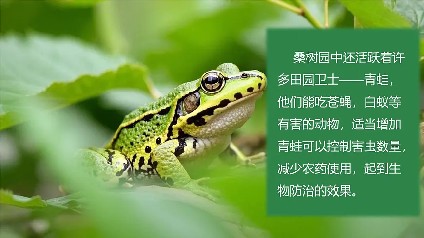 4.1.2 有性生殖增加了后代的多样性 2025学年七年级下册生物课件(济南版2024)第8页