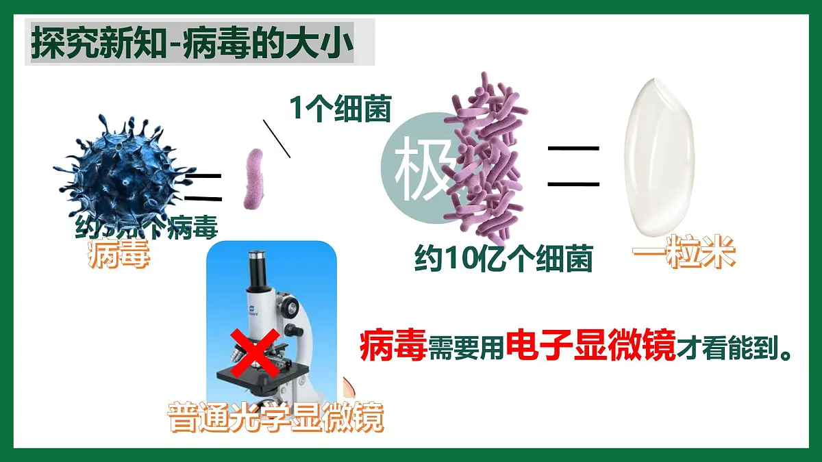 3.3.4 病毒(课件)-2024-2025学年六年级生物下册(鲁科版五四学制2024)第6页