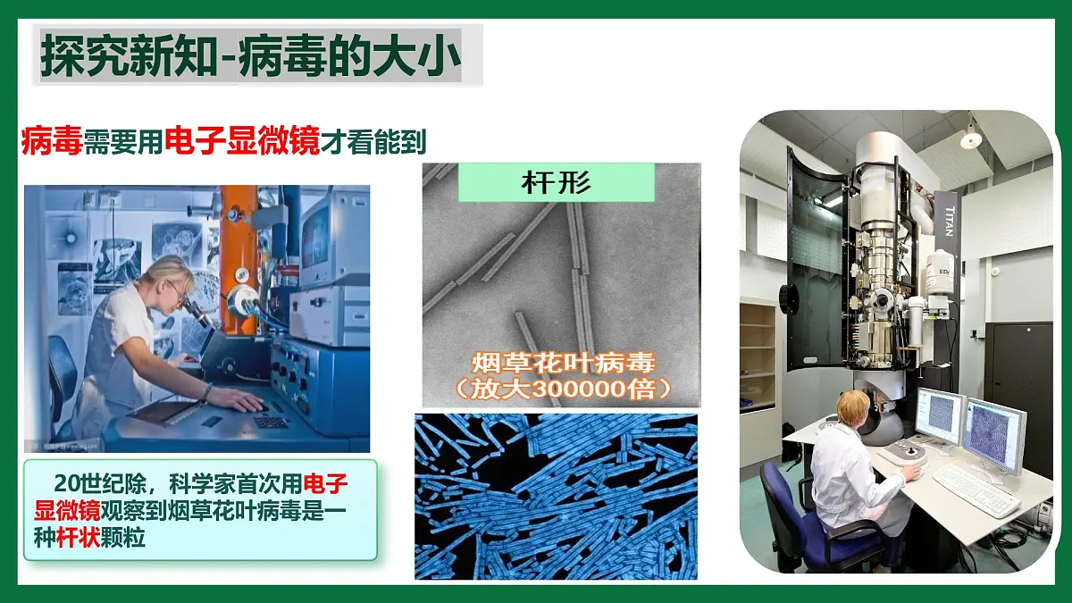 3.3.4 病毒(课件)-2024-2025学年六年级生物下册(鲁科版五四学制2024)第7页