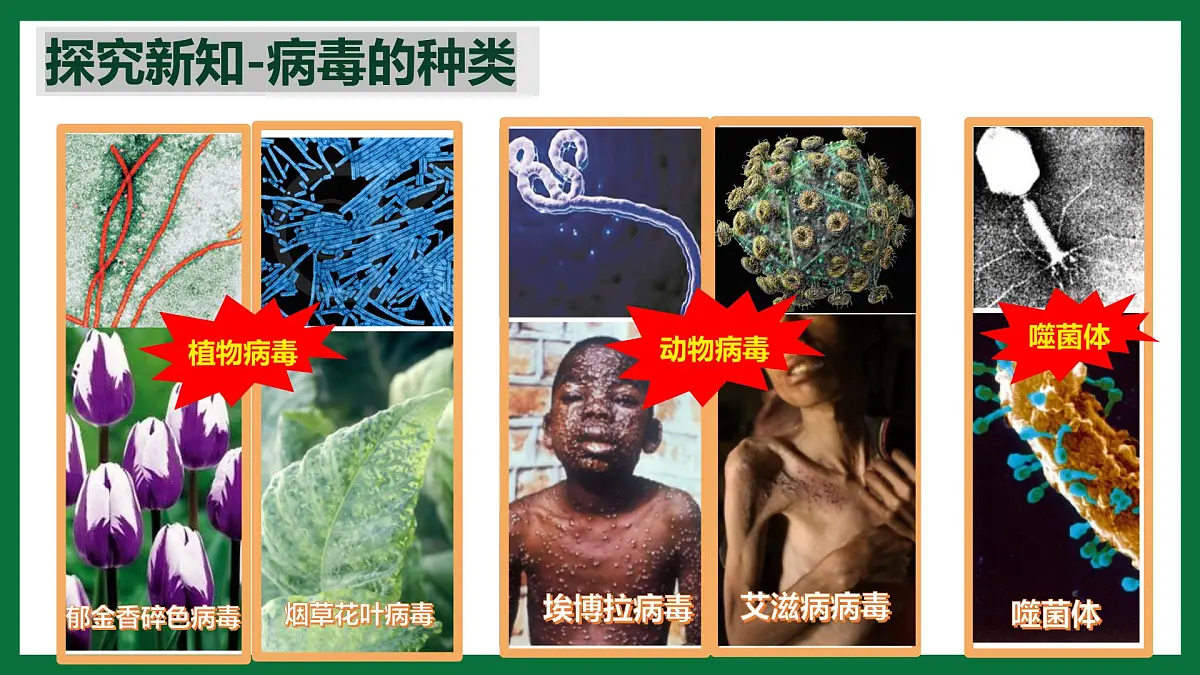 3.3.4 病毒(课件)-2024-2025学年六年级生物下册(鲁科版五四学制2024)第8页
