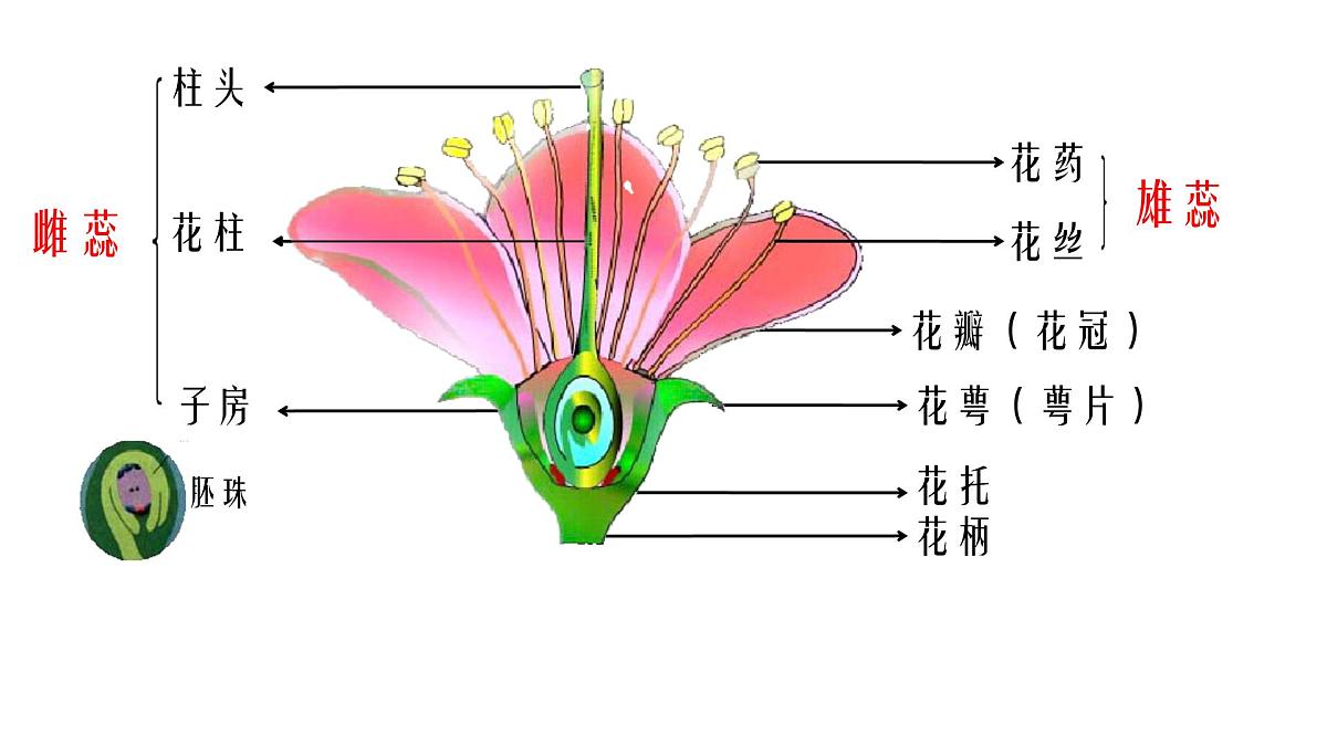 初中生物人教版(2024)七年级下册3.1.3 开花和结果 课件第3页