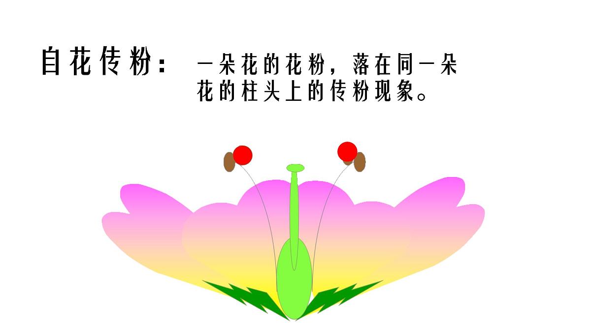 初中生物人教版(2024)七年级下册3.1.3 开花和结果 课件第4页