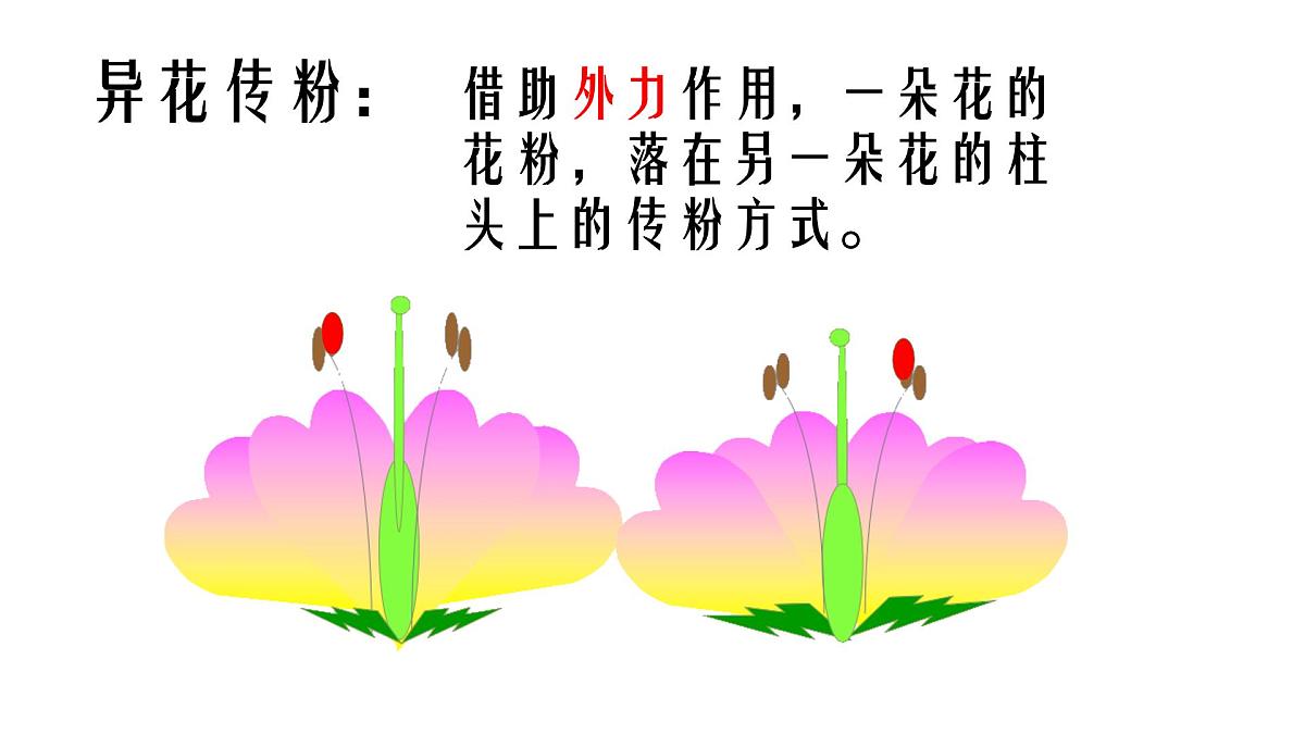 初中生物人教版(2024)七年级下册3.1.3 开花和结果 课件第5页