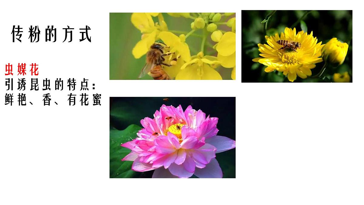 初中生物人教版(2024)七年级下册3.1.3 开花和结果 课件第6页