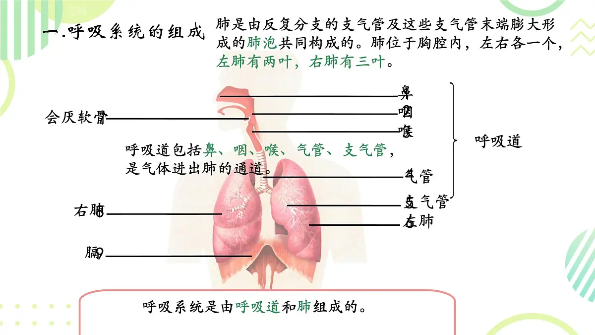 初中生物人教版(2024)七年级下册4.3.1 呼吸道对空气的处理 课件第4页