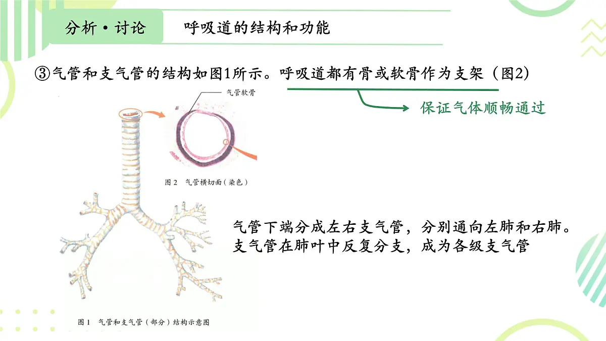 初中生物人教版(2024)七年级下册4.3.1 呼吸道对空气的处理 课件第7页