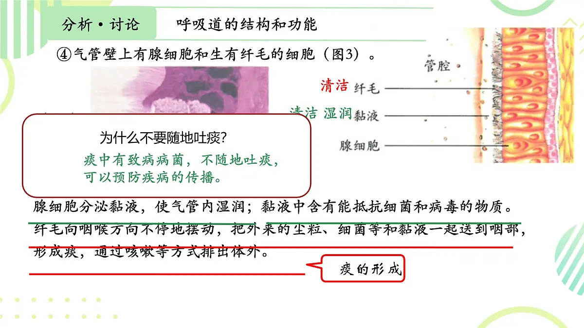初中生物人教版(2024)七年级下册4.3.1 呼吸道对空气的处理 课件第8页