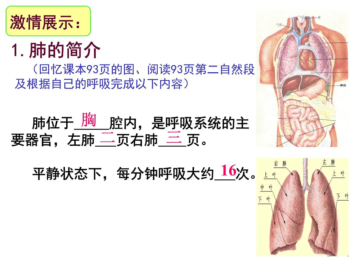 初中生物人教版(2024)七年级下册4.3.2 发生在肺内的气体交换 课件第4页
