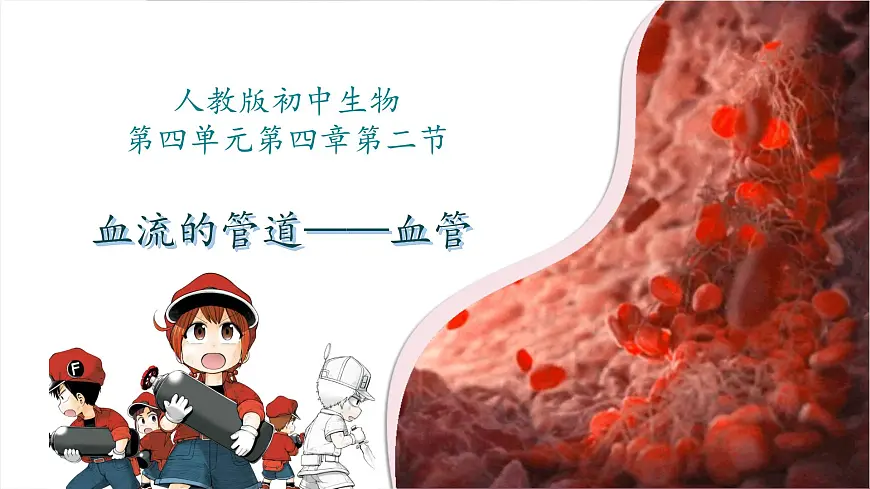 初中生物人教版(2024)七年级下册4.4.2 血流的管道——血管 课件第1页