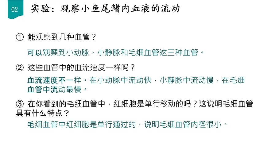 初中生物人教版(2024)七年级下册4.4.2 血流的管道——血管 课件第7页