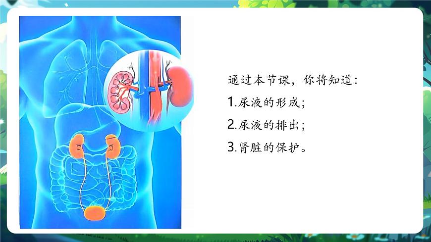 【核心素養(yǎng)】冀少版（新教材）生物七下 3.4.2尿液的形成和排出 課件(共31張PPT)+視頻素材第3頁(yè)